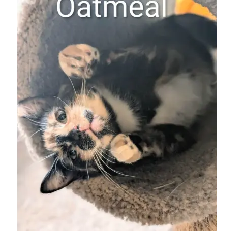 Oatmeal