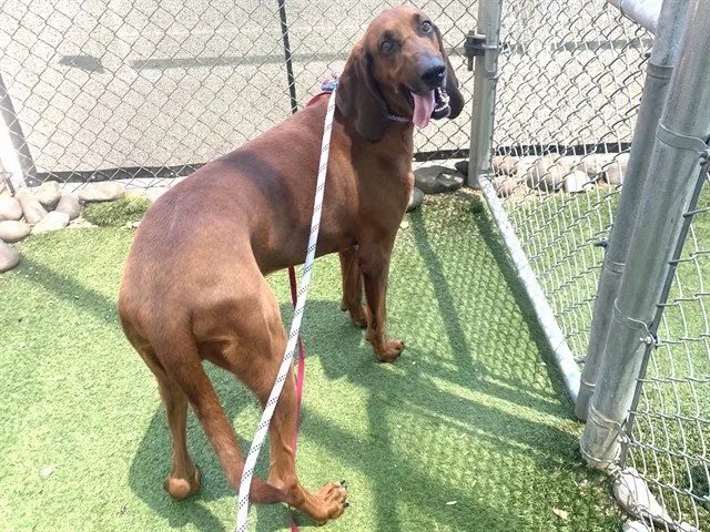 Snoop - Photo 1
