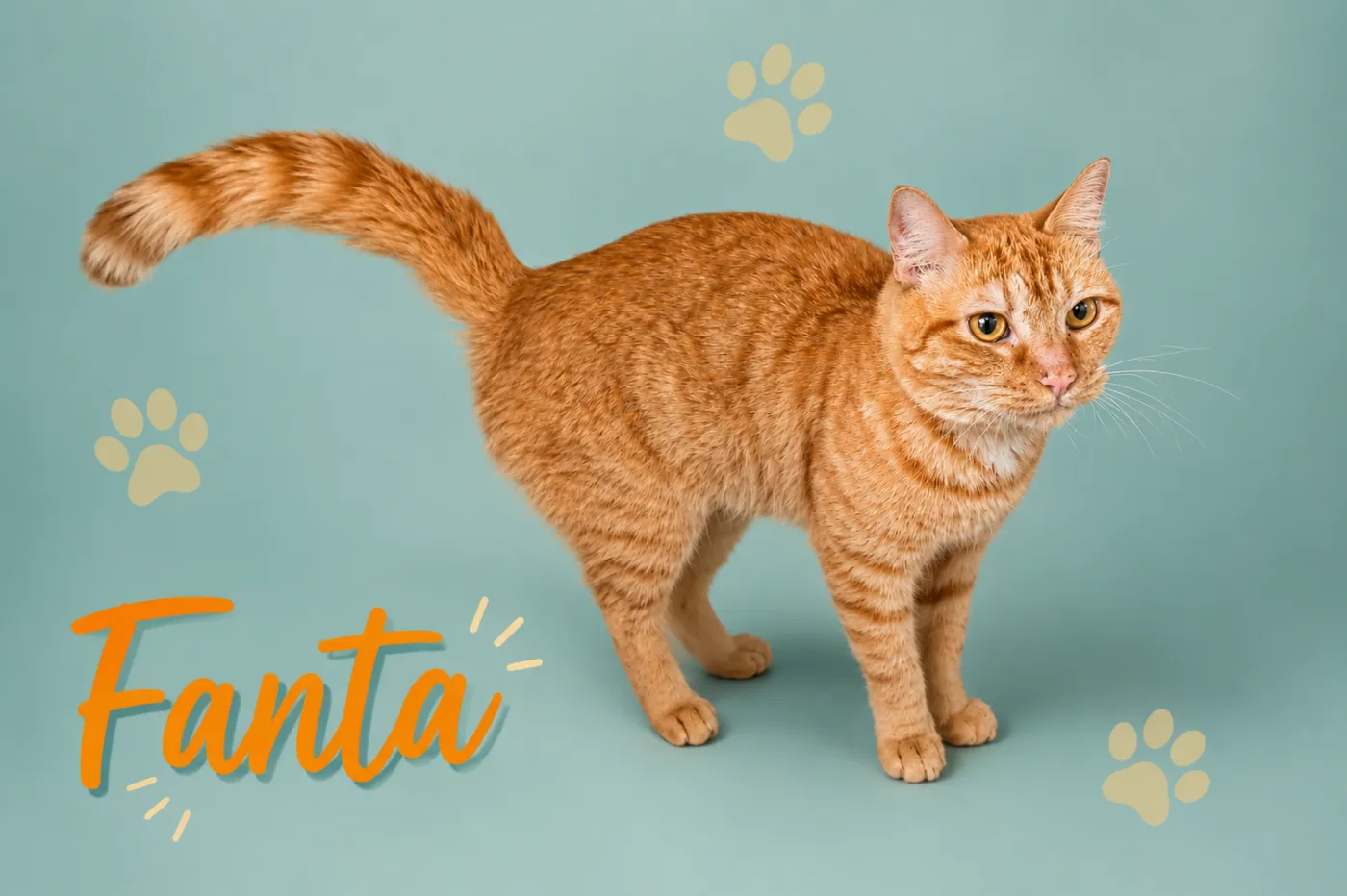 Fanta - Photo 1