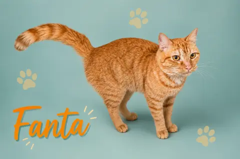 Fanta