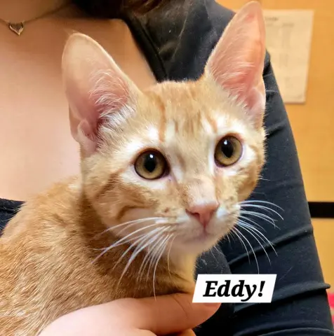 Eddy