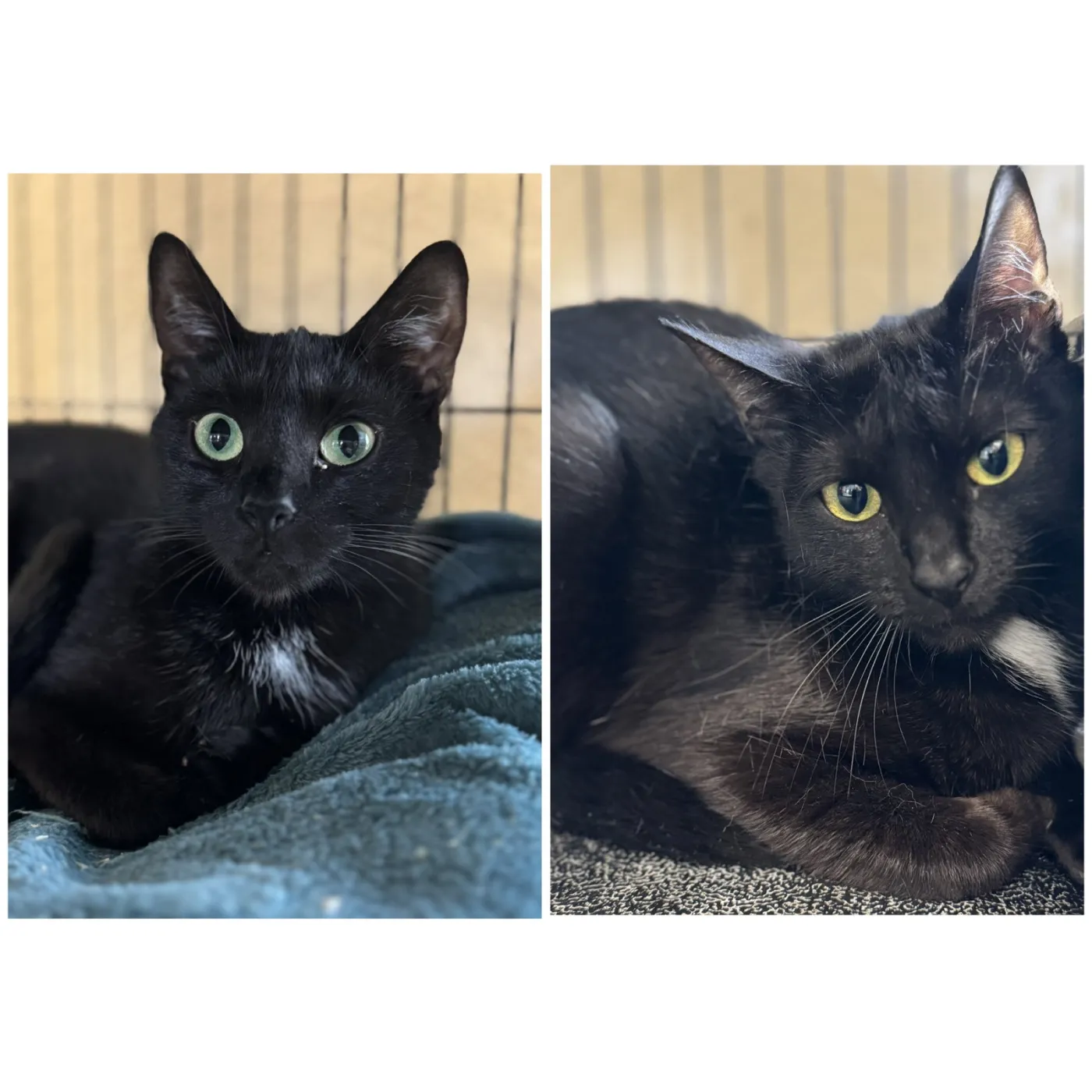 Bella & Cocoa - Photo 1