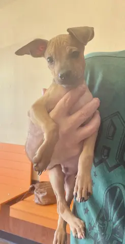 Churro