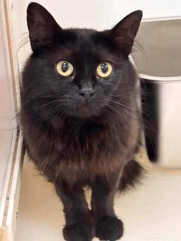 Tabitha