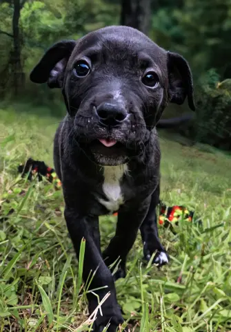 Duke