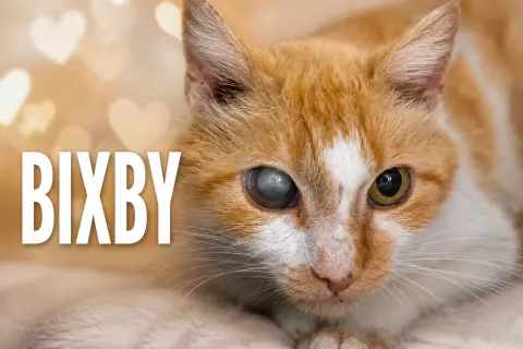 Bixby