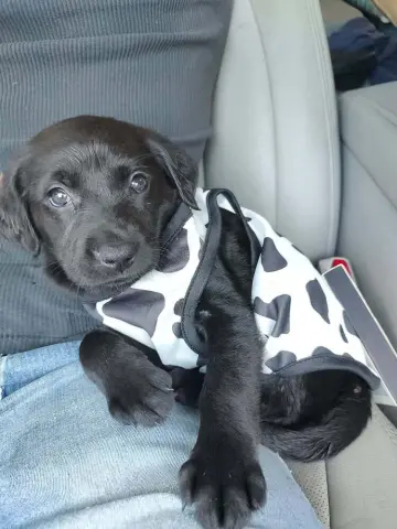 Moo Moo
