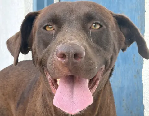 Canela