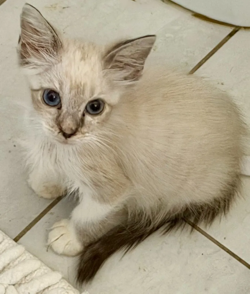 Scout - Photo 1