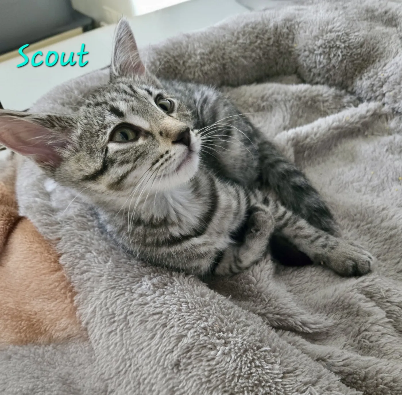 Scout - Photo 1