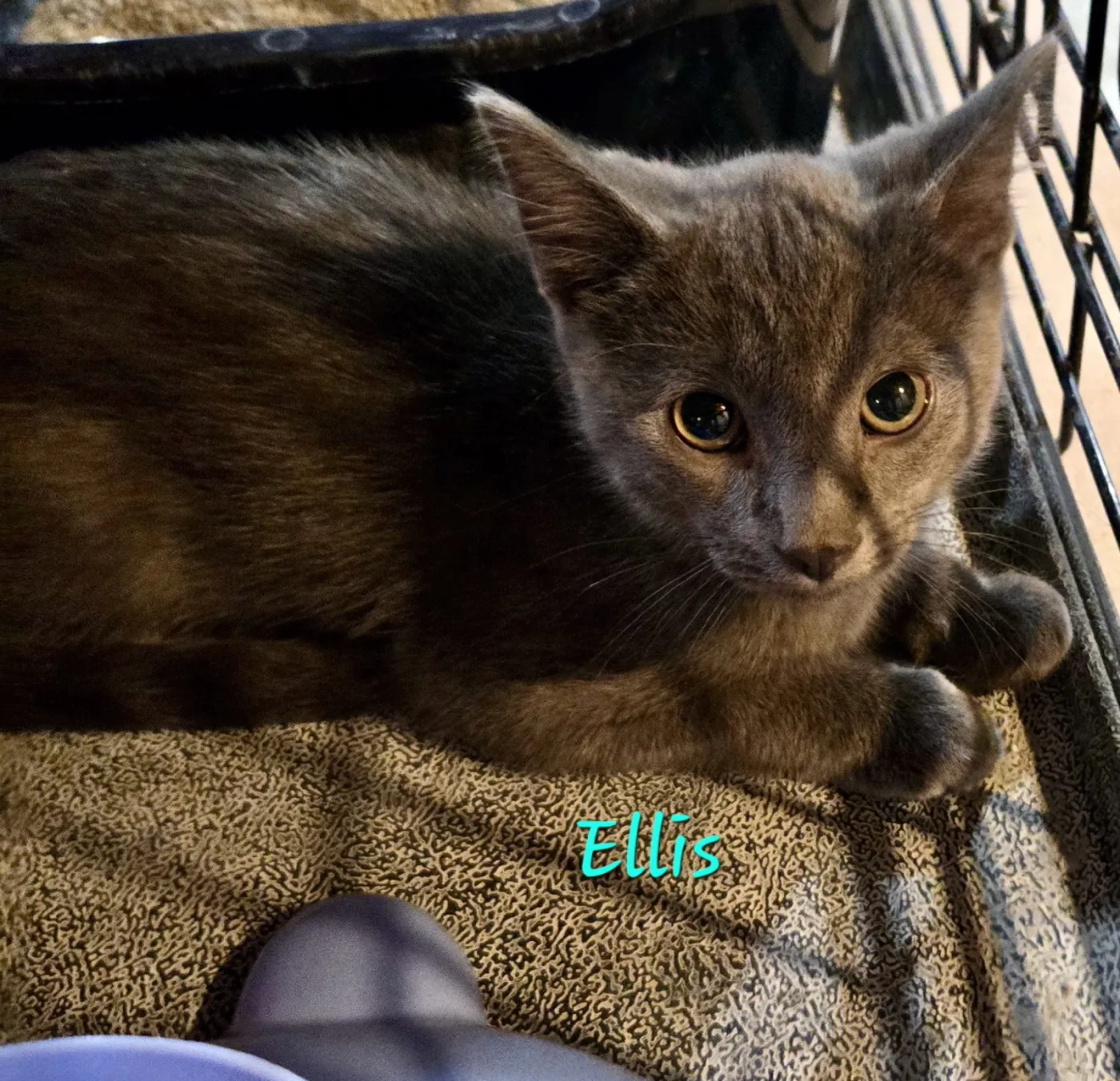 Ellis - Photo 1