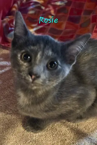 Rosie