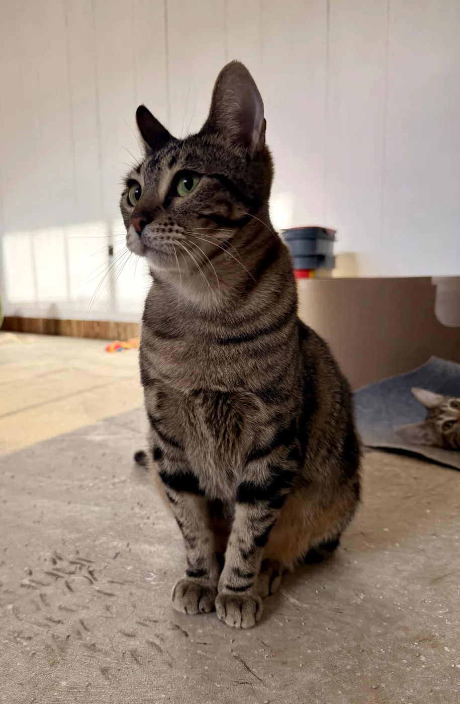 Luna - Photo 1