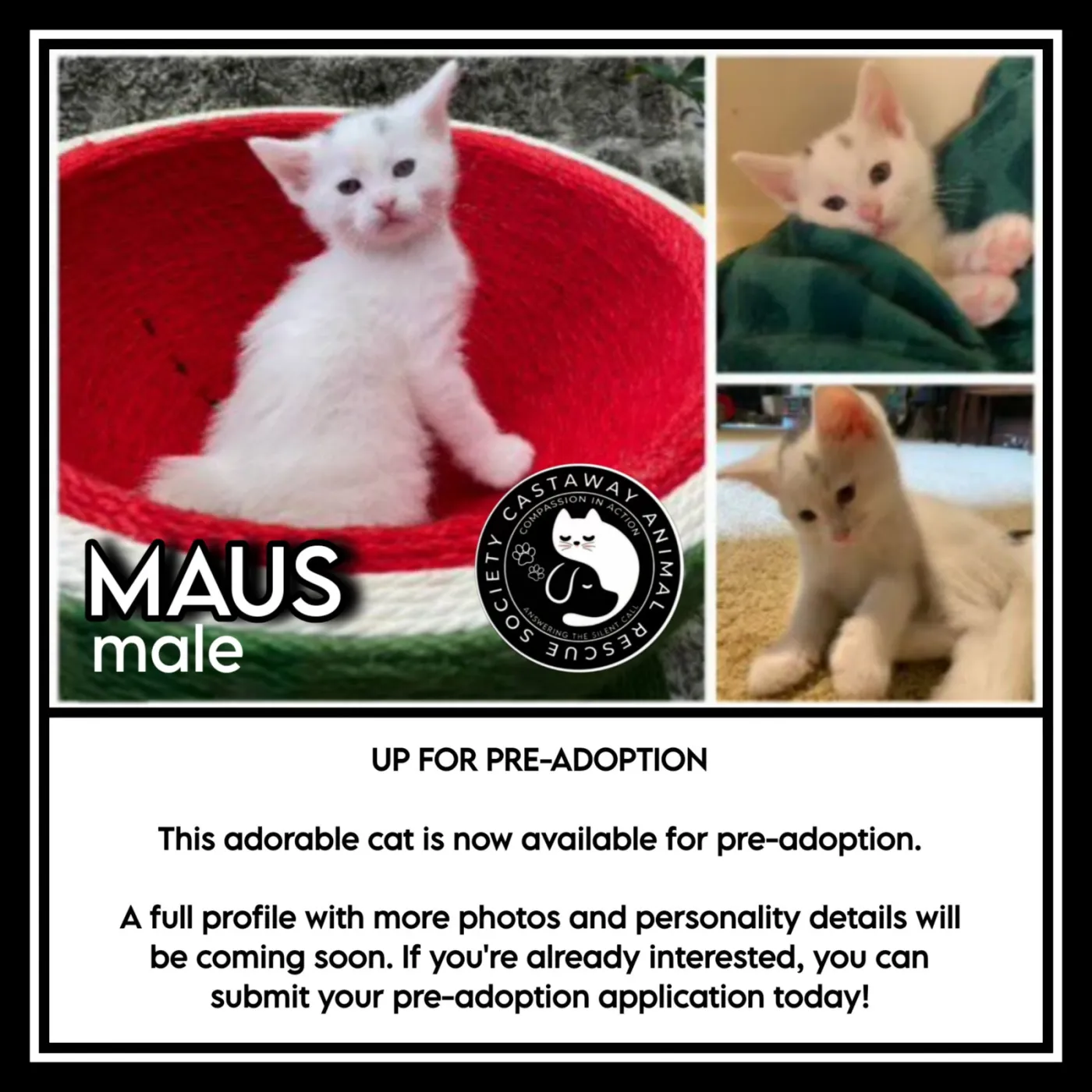 Maus - Photo 1