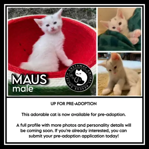 Maus