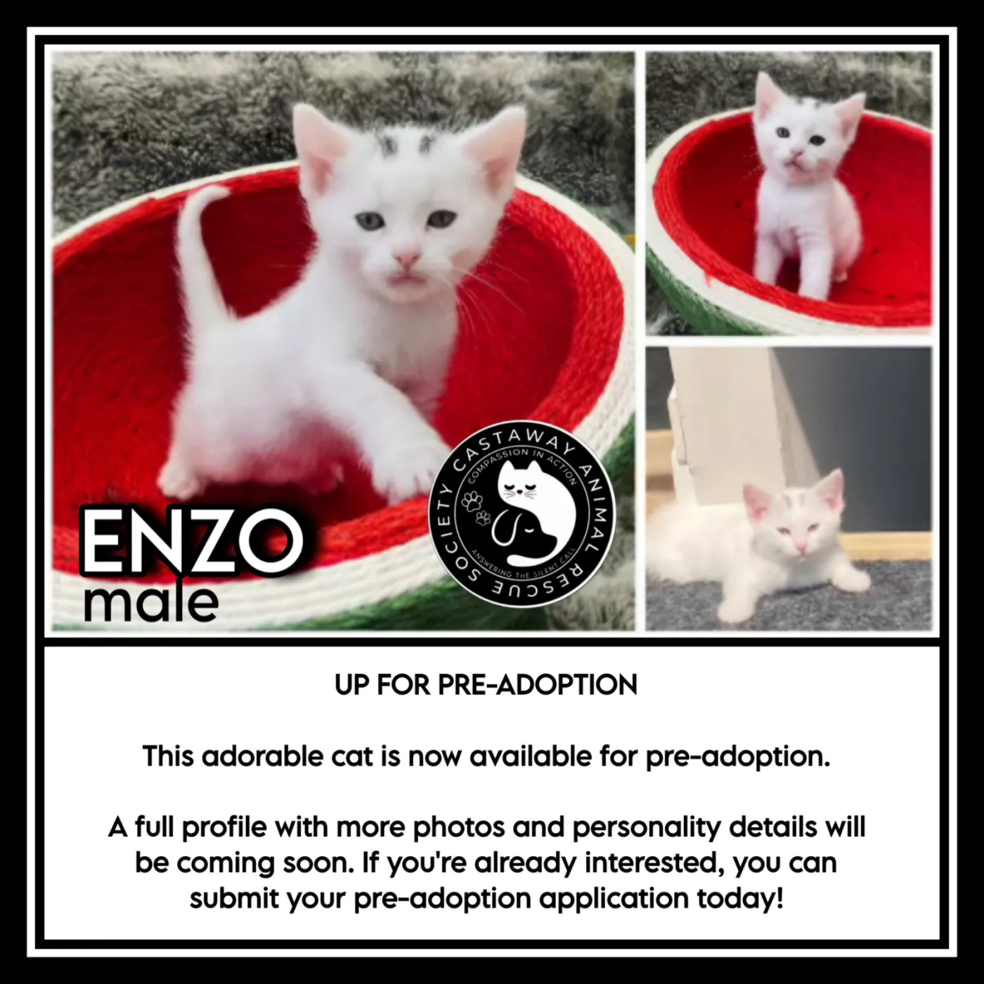 Enzo - Photo 1