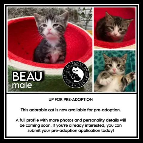 Beau