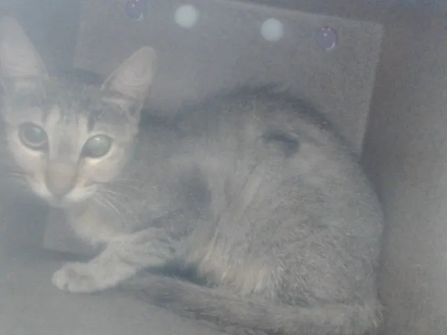 Luna - Photo 1