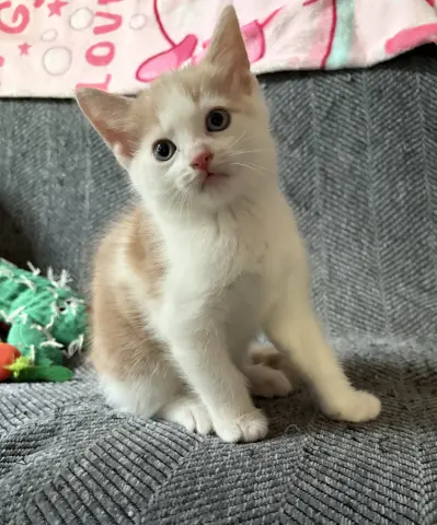 Ralphie