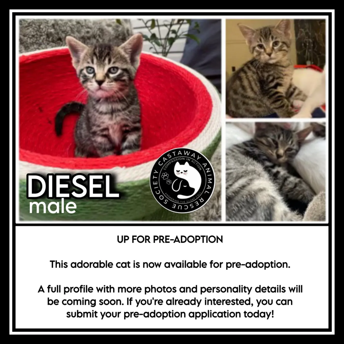 Diesel - Photo 1