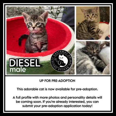 Diesel