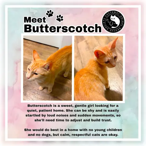 Butterscotch