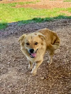 Bagel