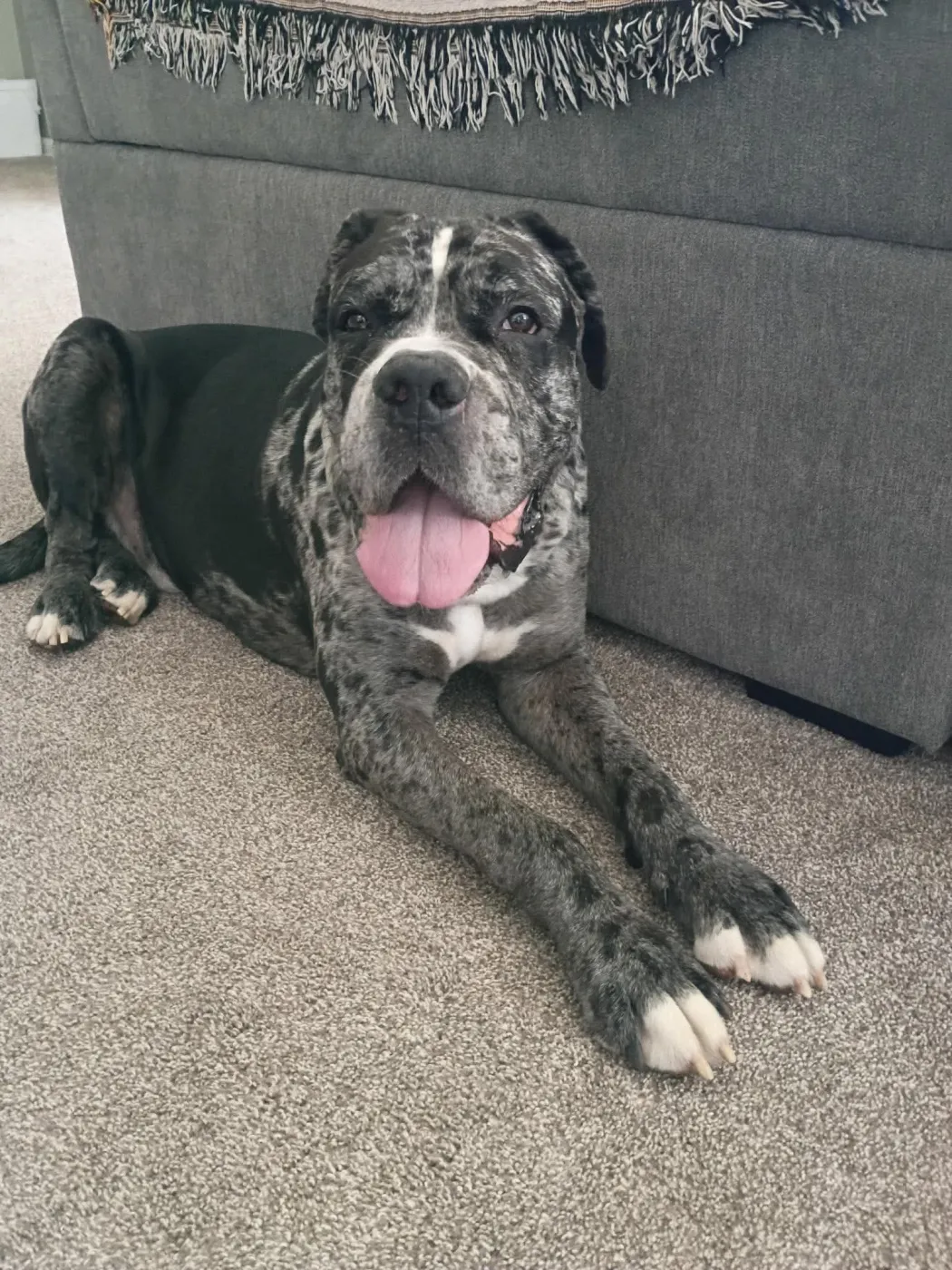 Onyx - Photo 1
