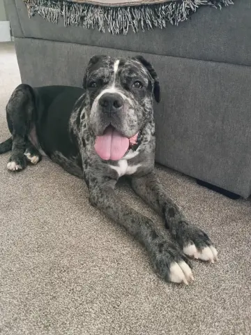 Onyx
