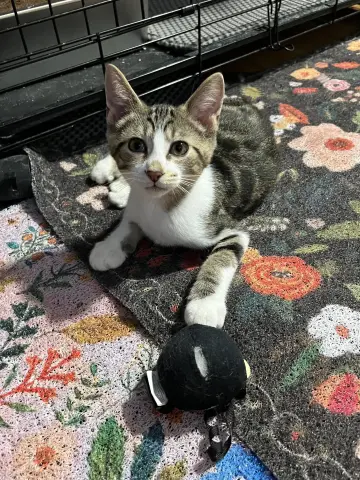 Linus