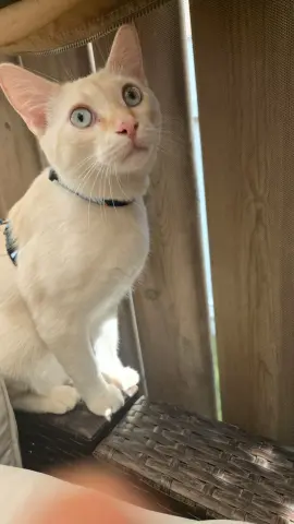 Leonardo