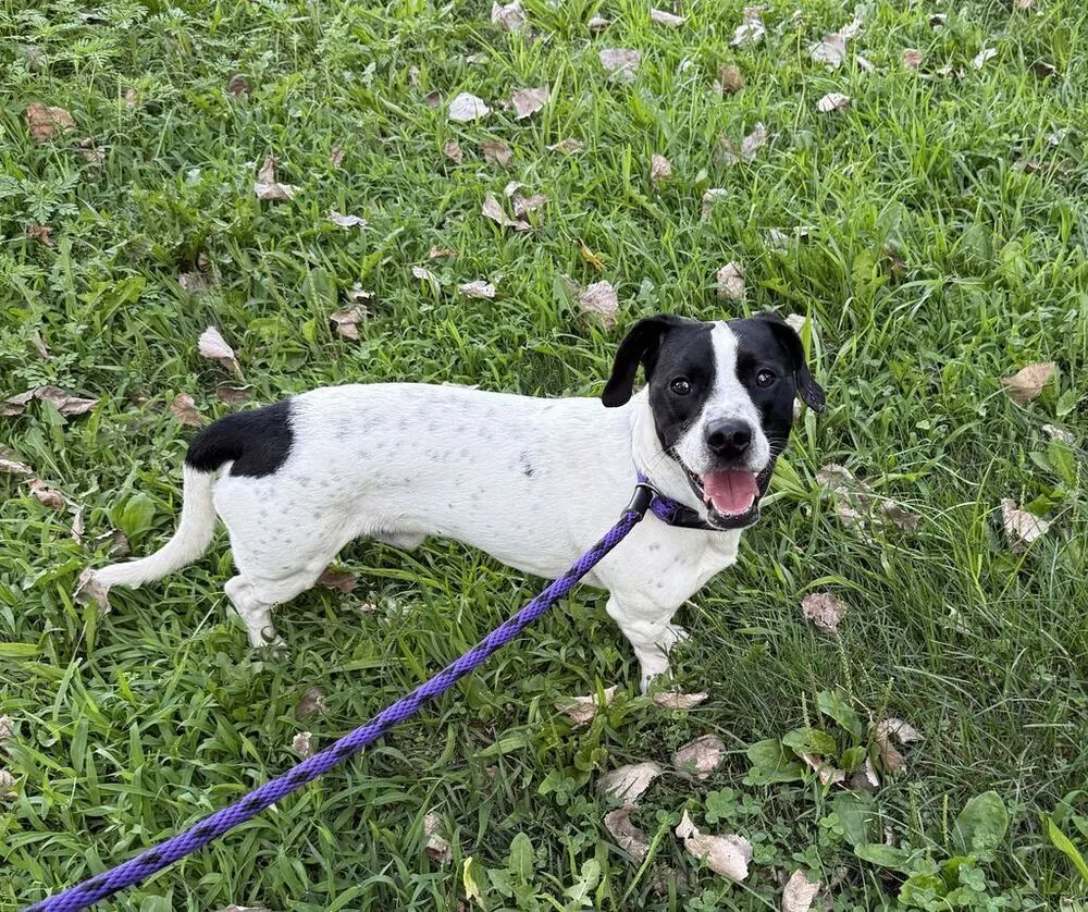 Oreo - Photo 1