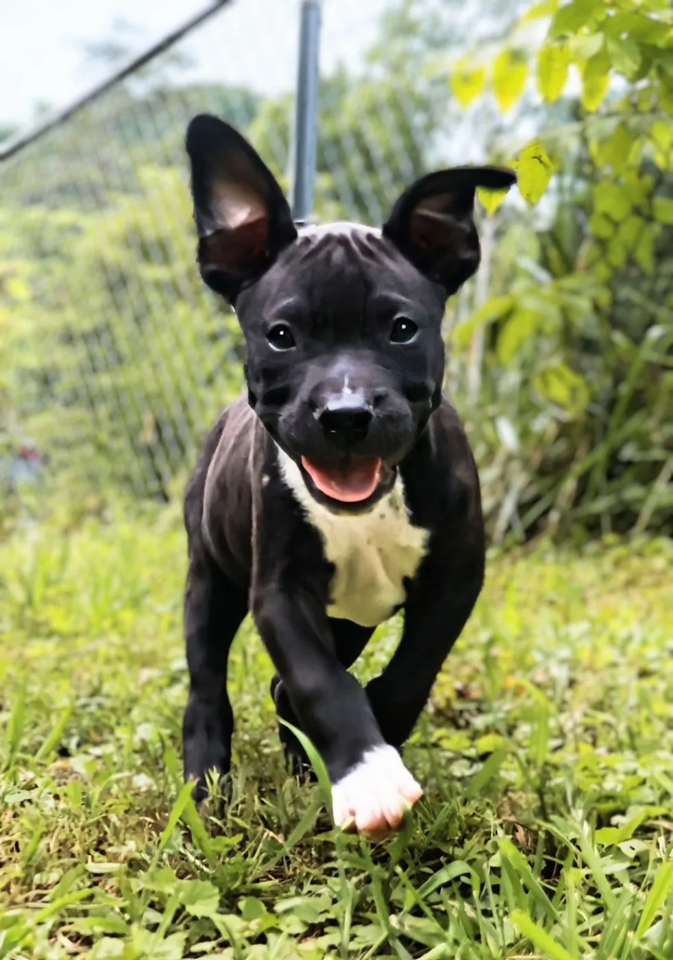 Boscoe - Photo 1