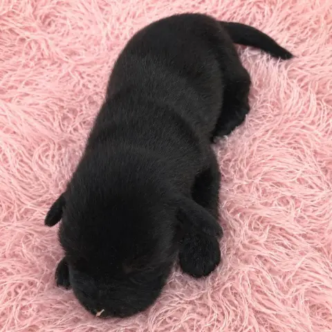 Mia