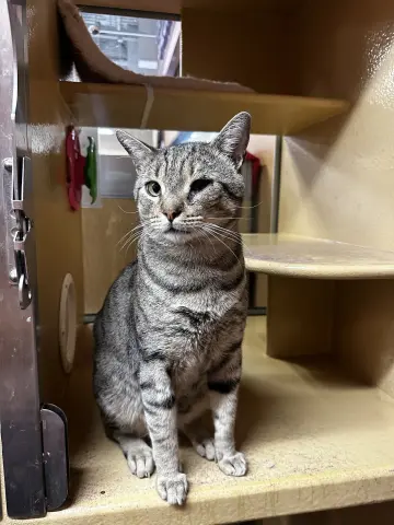 Taro