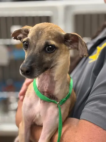 Dobby