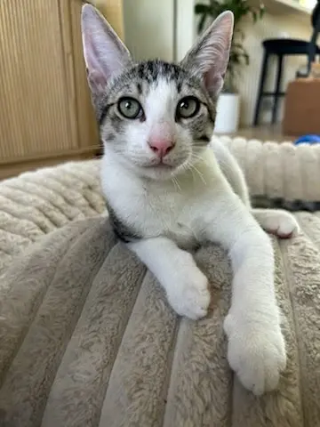 Sammy