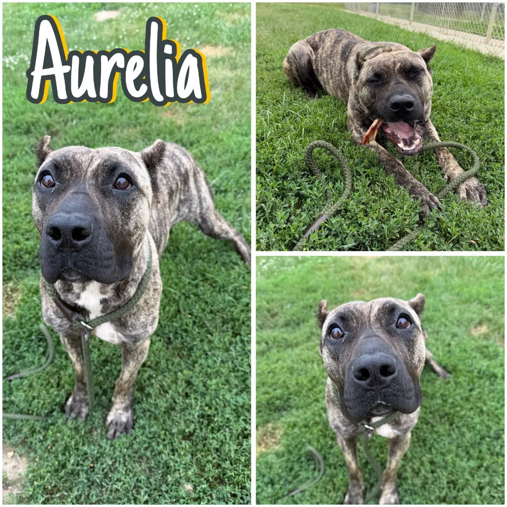 Aurelia - Photo 1