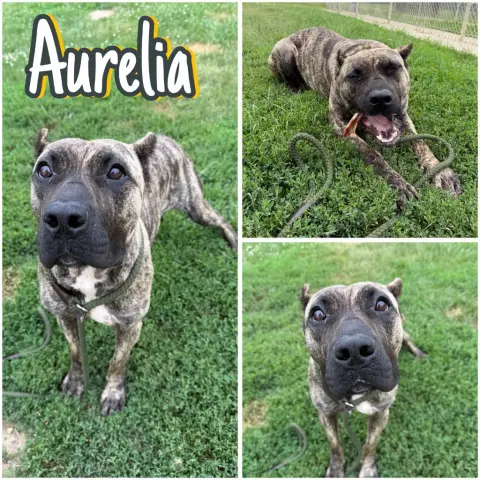 Aurelia