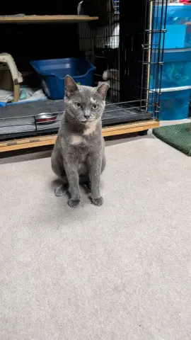 Gracie
