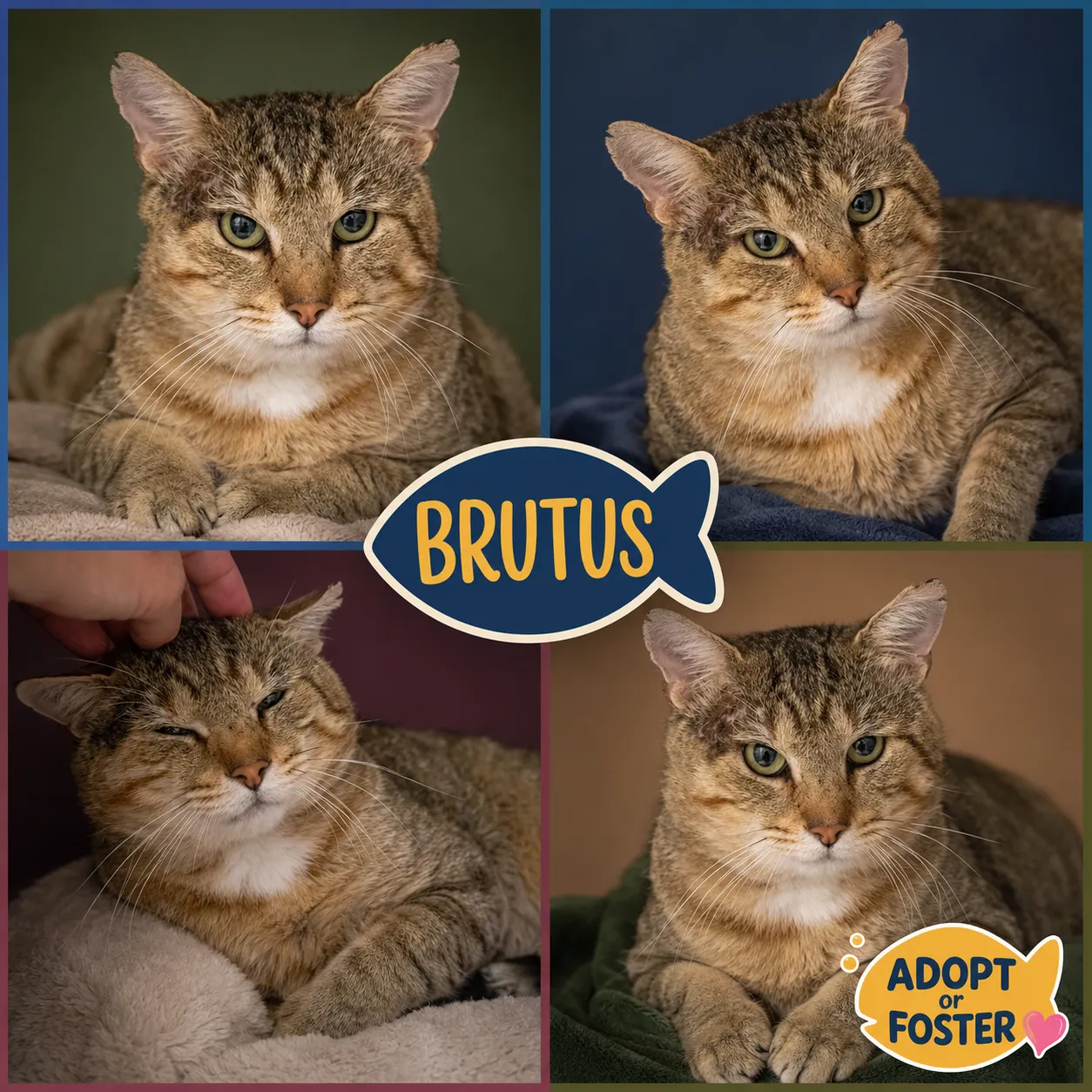 Brutus - Photo 1