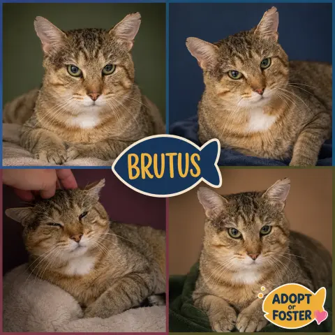 Brutus