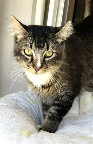 Don Purrleone