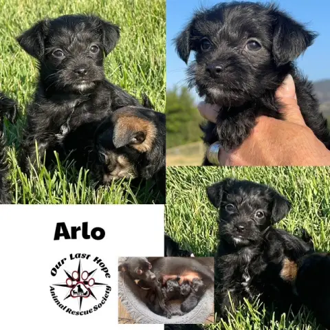 Arlo