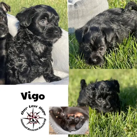Vigo