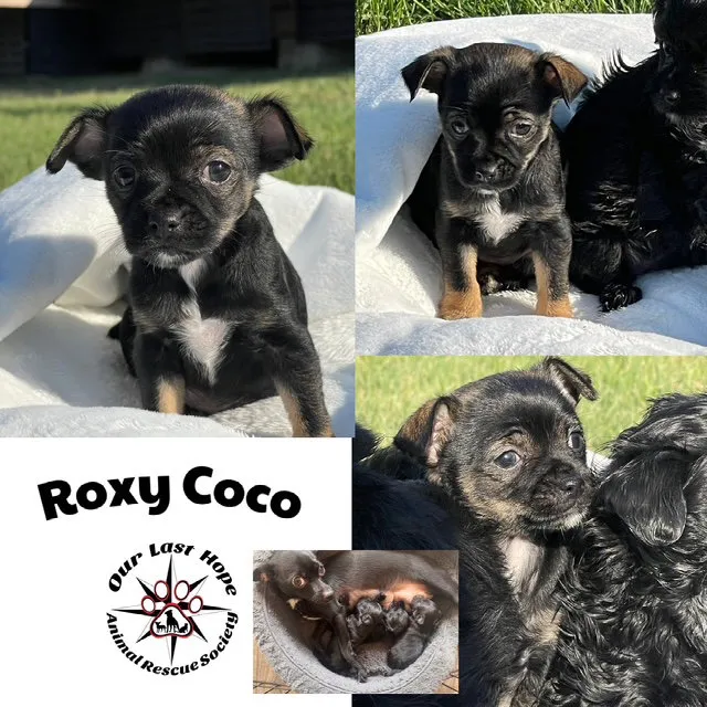 Roxy Coco - Photo 1