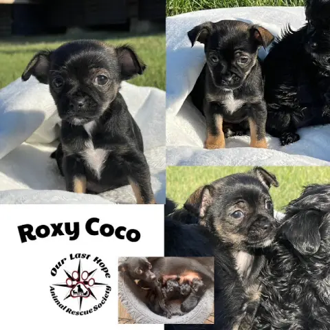 Roxy Coco