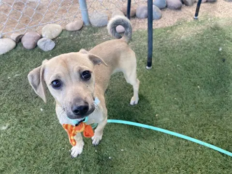 Turbo