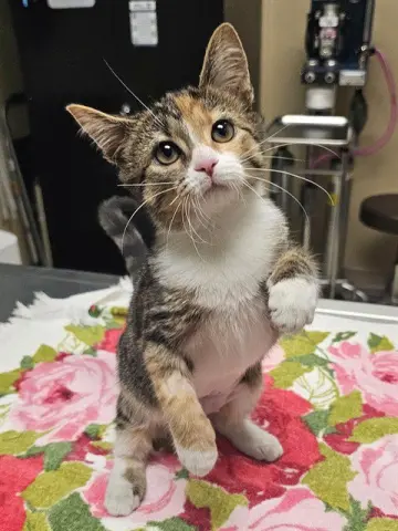 Della