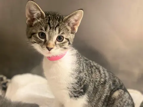 Sassy Pants